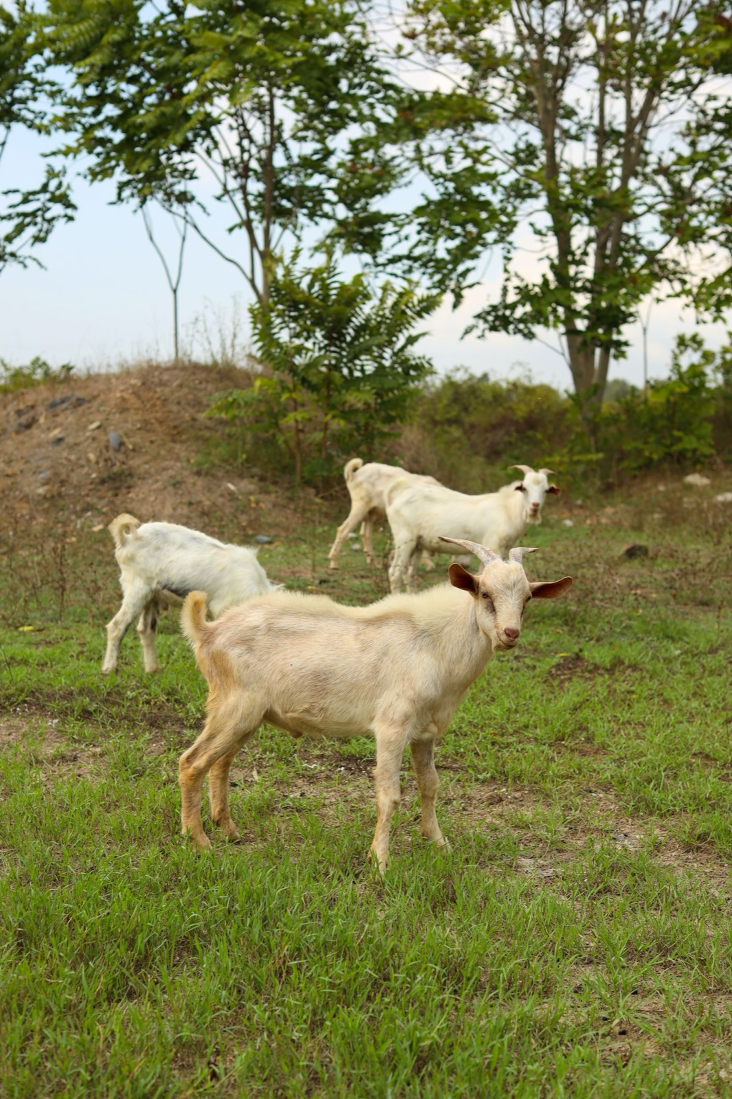 Farm Chores